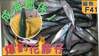 貓魚F41【爆釣花膠仔】又易釣又好食！Hong Kong East Fishing