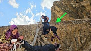 The Courage of Ali and Fatemeh: A Thrilling Rescue of a Goat and Her Kid in Frightening Cliffs ‍️