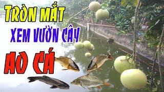 TRÒN MẮT xem vườn cây ao cá / Cuộc sống thôn quê