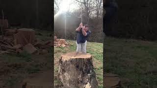 Hand splitting huge red oak: down the middle #29 #splittingfirewood