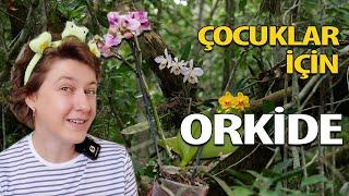 Çocuklar İçin Orkide | Çocuklar İçin Bitkiler | Ev Yeşili