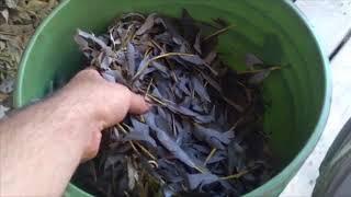 Sheep and Cattle Bucket Silage Fermentation with Silvopasture Trees and Shrubs