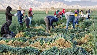 How North Carolina Farmers Harvest Over 8,4 Million Acres Of Farmland - American Farming Documentary