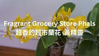 [EN SUB/中文字幕] So Fragrant! My 4 Yellow Pixie Are Doing Amazingly |  Orchid Care Tips