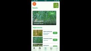 PlantSnap identifies a Perennial ryegrass (Lolium perenne)