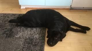 Labrador retriever Pate: this is one of his favorite position