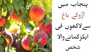 Peach  Farm in Punjab || care and income details || How to get maximum profit