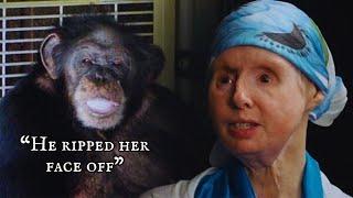 Chimpanzee Attack | The Story of Travis The Chimp and Charla Nash | Short Documentaries