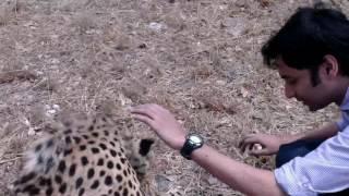 Walking a Cheetah at Chaminuka in Zambia