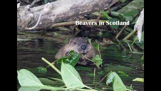 Beavers In Scotland