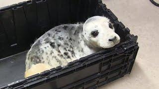 Helping injured seal pup part of the job for wildlife care worker