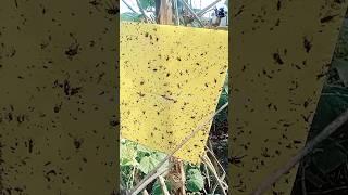 Chipku yellow sticky traps online extreme sticky non toxic organic input water proof long lasting ।।