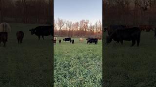 Moved the fall pairs to cover crop #covercrops #grazing #farming #cow #bull #calf #winter #cattle