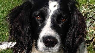 Why To Get An English Springer Spaniel