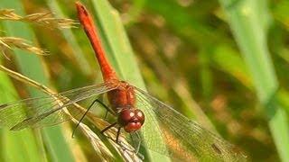 Ruddy Darter Dragonfly - Wildlife England