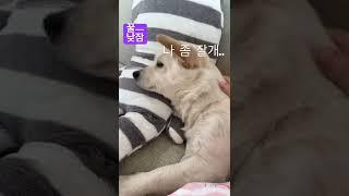 연휴끝나고 낮잠 꿀맛 #시고르자브종 #양손보리