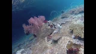 Snorkelling in Raja Ampat - one of our favourite spots