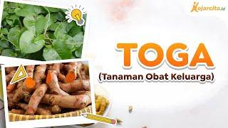 Ide Proyek P5: TOGA (Tanaman Obat Keluarga) di Galon dan Ban Bekas | Proyek Kearifan Lokal