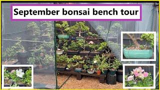 September 2024 bonsai bench tour #bonsai #portulacariaafra #tropicalbonsai #bonsaitree #ficus