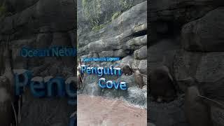 Penguin cove #新加坡