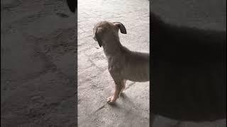 #Dogs#comedy #dialuge#viral#like#share#youtubeshorts #sucribe#like#share#animal#village#nature