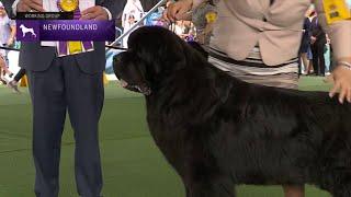 Newfoundlands | Breed Judging 2023