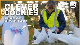 Why these cockatoos have colourful markings