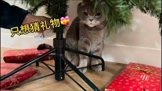 只想猜（拆）礼物（今天不想吃软骨素）#cat #折耳猫