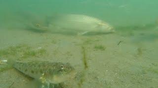 Подводный мир Азовского моря (The underwater world of the Azov Sea)