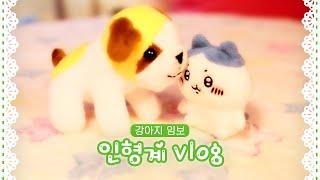 인형계 .ᐟ 강아지 임보&입양 보내기