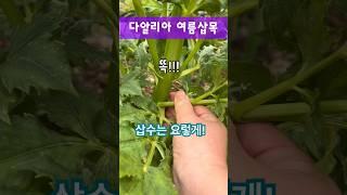 성공률⬆️⬆️⬆️#다알리아 삽목하는 방법