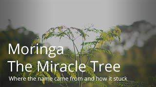 Moringa Benefits Documentary | "The Miracle Tree" | #moringa #moringabenefits