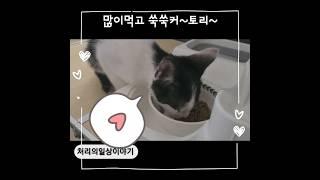 많이먹고 쑥쑥커~토리야~  #단지 #꾸리 #토리 #고양이 #집사 #아기고양이 #catshorts #시트콤 #고양이일상 #냥춘기 #shots