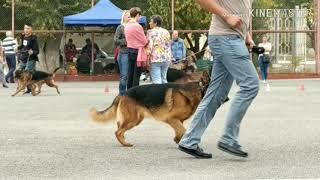 "PROFESSIONAL CANIS" Клуб Служебного Собаководства 26-27 октября 2019 2*CACIB-IKU