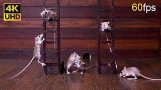 Cat TV: Energetic Mice Climbing, Playing, and Chasing Fun for Cats to Watch in 4K UHD