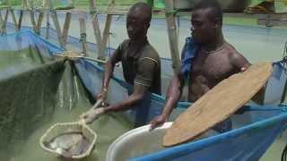 Ghana: Growing fisheries