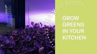 How to grow microgreens in your kitchen | Look Inside (360 Video)