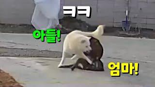 진돗개 순수혈통과 외계혈통의 차이!ㅋㅋㅋ