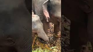 Chai Lai Elephant Sanctuary Chiang Mai, Thailand