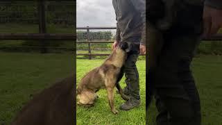 Imprinting “hold” on a bullet casing #belgianmalinois #knpv #militarydogs #policedog