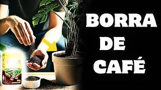 Borra de Café ADUBO Mata Insetos de Verdade ou É Enganação Descubra a Resposta Surpreendente