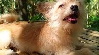 ARIANNA GALLARDO - MY QMOUNTAINSPUPPIES CATARMAN CAMIGUIN #mountains #pets #dogs #bestfriend