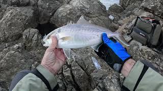 Shore jigging - Fishing morning - Amberjack C&R