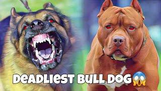 World's Deadliest Bull Dog