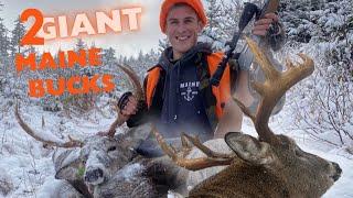 GIANT BODIED MAINE WHITETAILS | TWO OVER 240 POUNDS!!