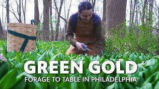 Green Gold: Foraging for Wild Ramps in Pennsylvania