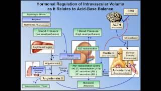 Metabolic Alkalosis (ABG Interpretation - Lesson 10)