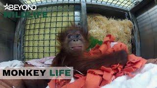 S8E14 | Will Hsiao-quai Step Up To The Mark And Adopt Baby Bulu | Monkey Life | Beyond Wildlife