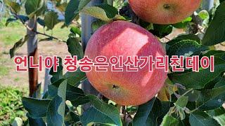 언니야 청송은 인산가리 친데이? 청송사과집사는 지금 어떻게 하고 있을까요?