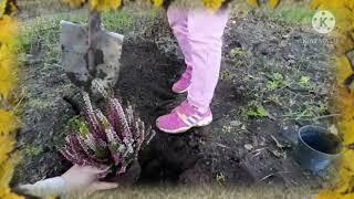 дачники-удачники